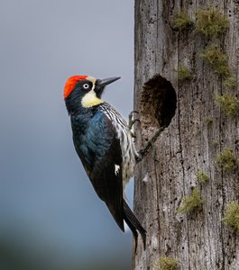 RZ9_2348-2-LR.JPG