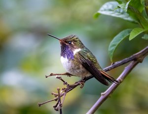 Costa Rica