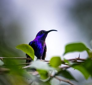 RZ9_7040-20220403-Edit-LR.JPG
