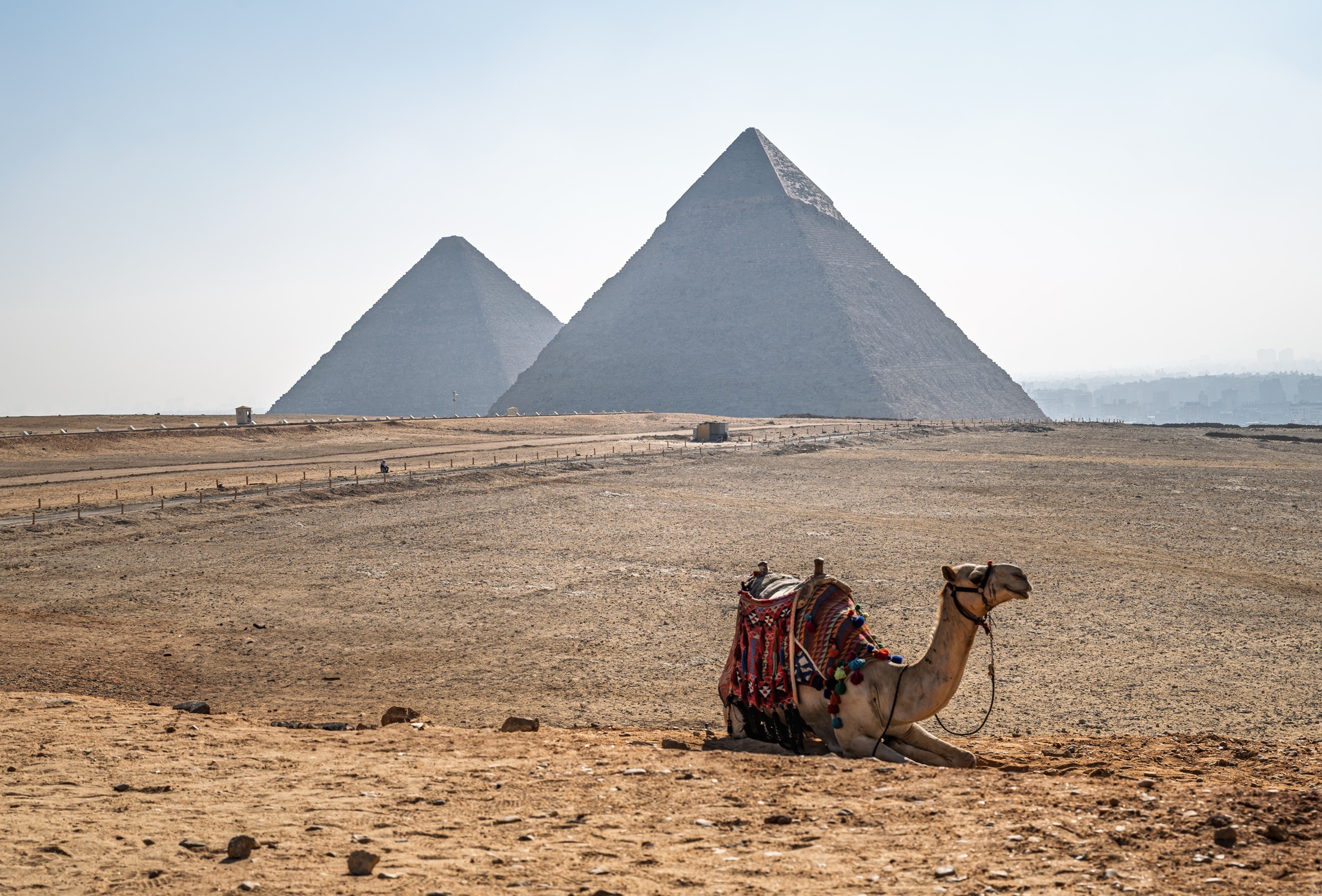 Ancient Majesty: A Camel Rest Beneath Giza's Pyramids