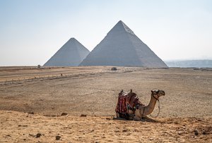 Ancient Majesty: A Camel Rest Beneath Giza's Pyramids