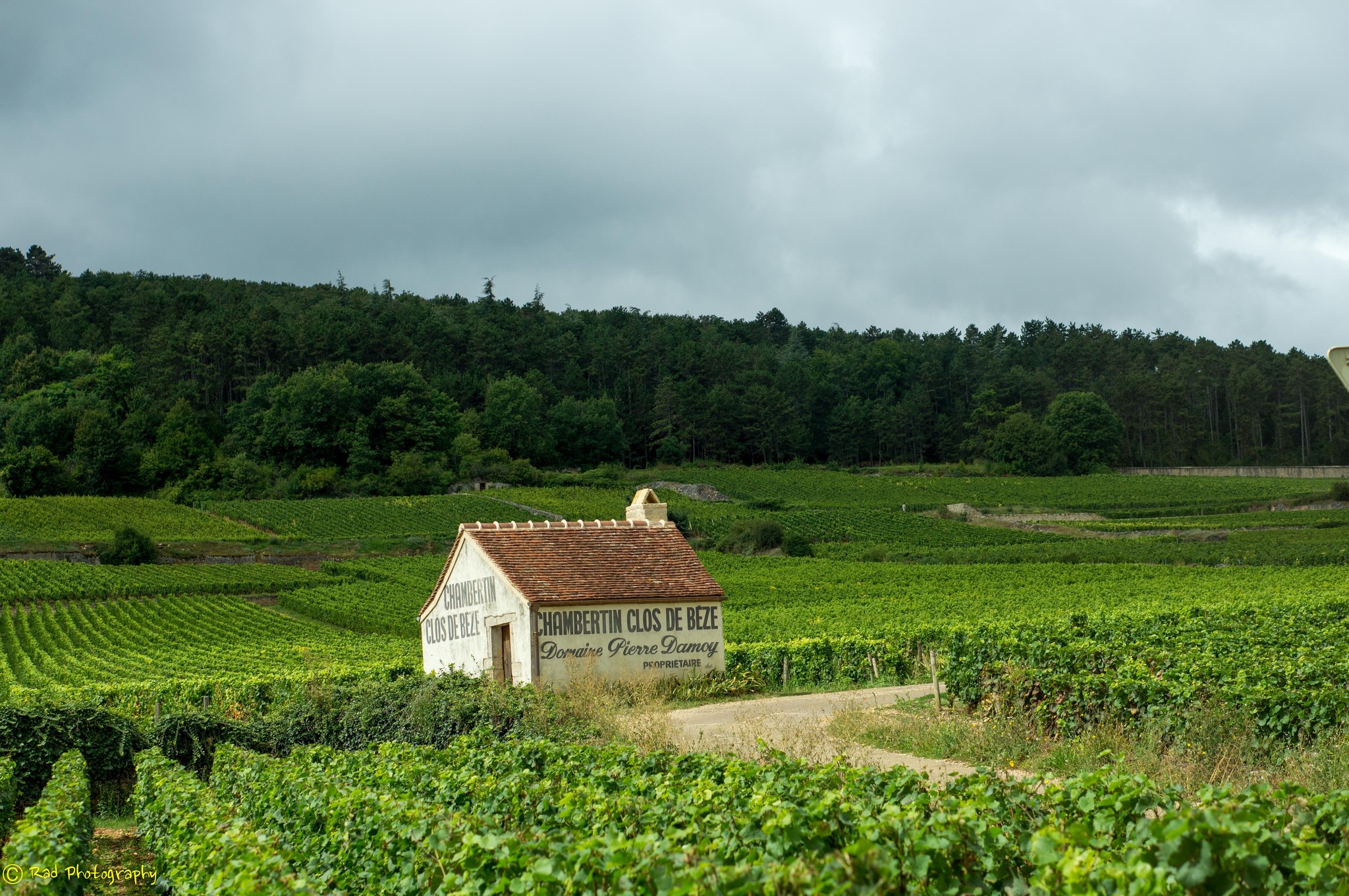 Burgundy Vineyard Estate Amidst Rolling Green Hills