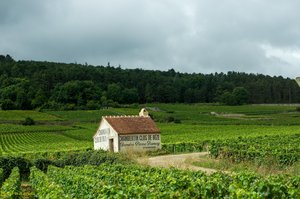 Burgundy Vineyard Estate Amidst Rolling Green Hills