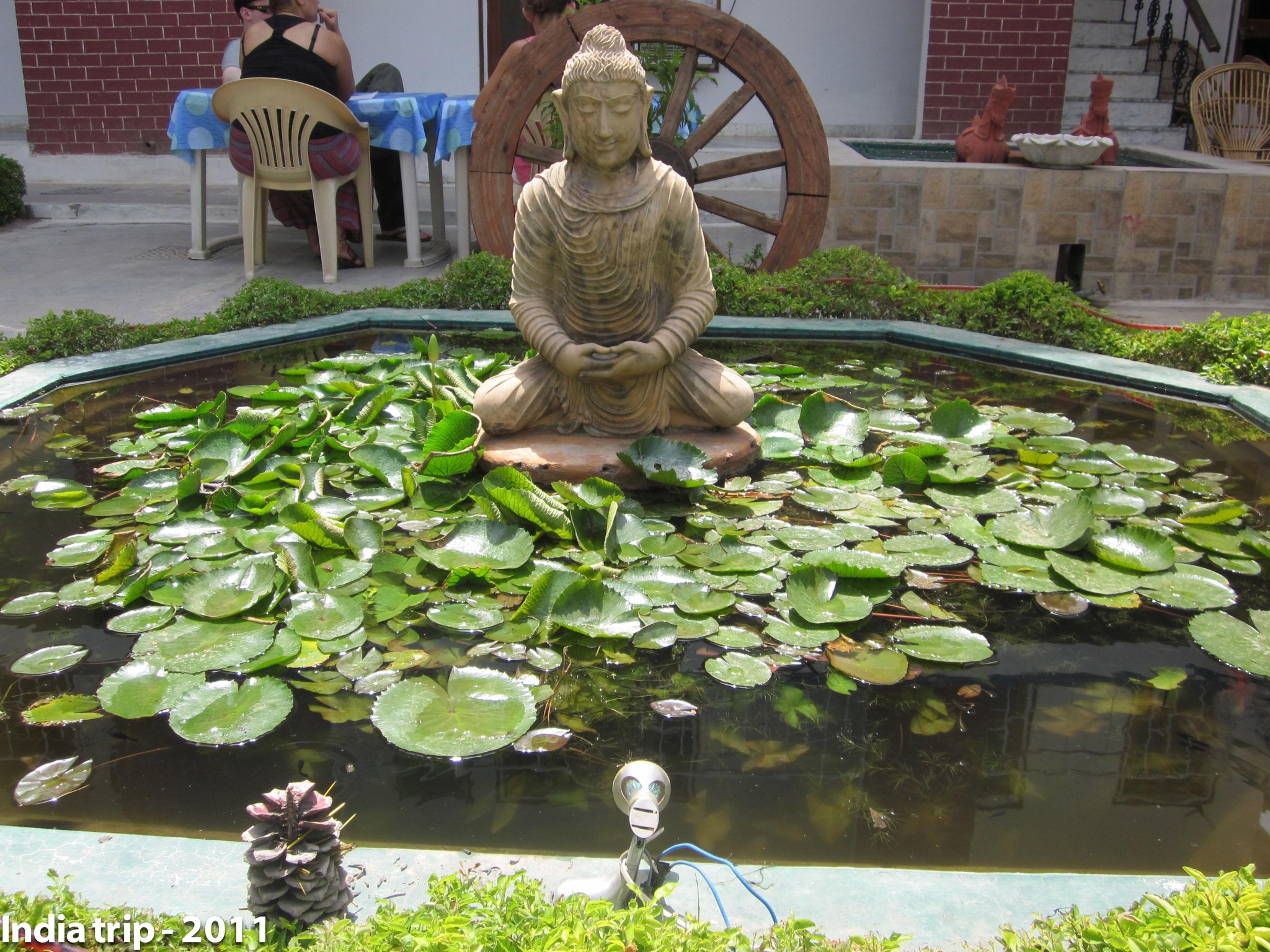 Serene Buddha Pond in India: A Peaceful Garden Scene