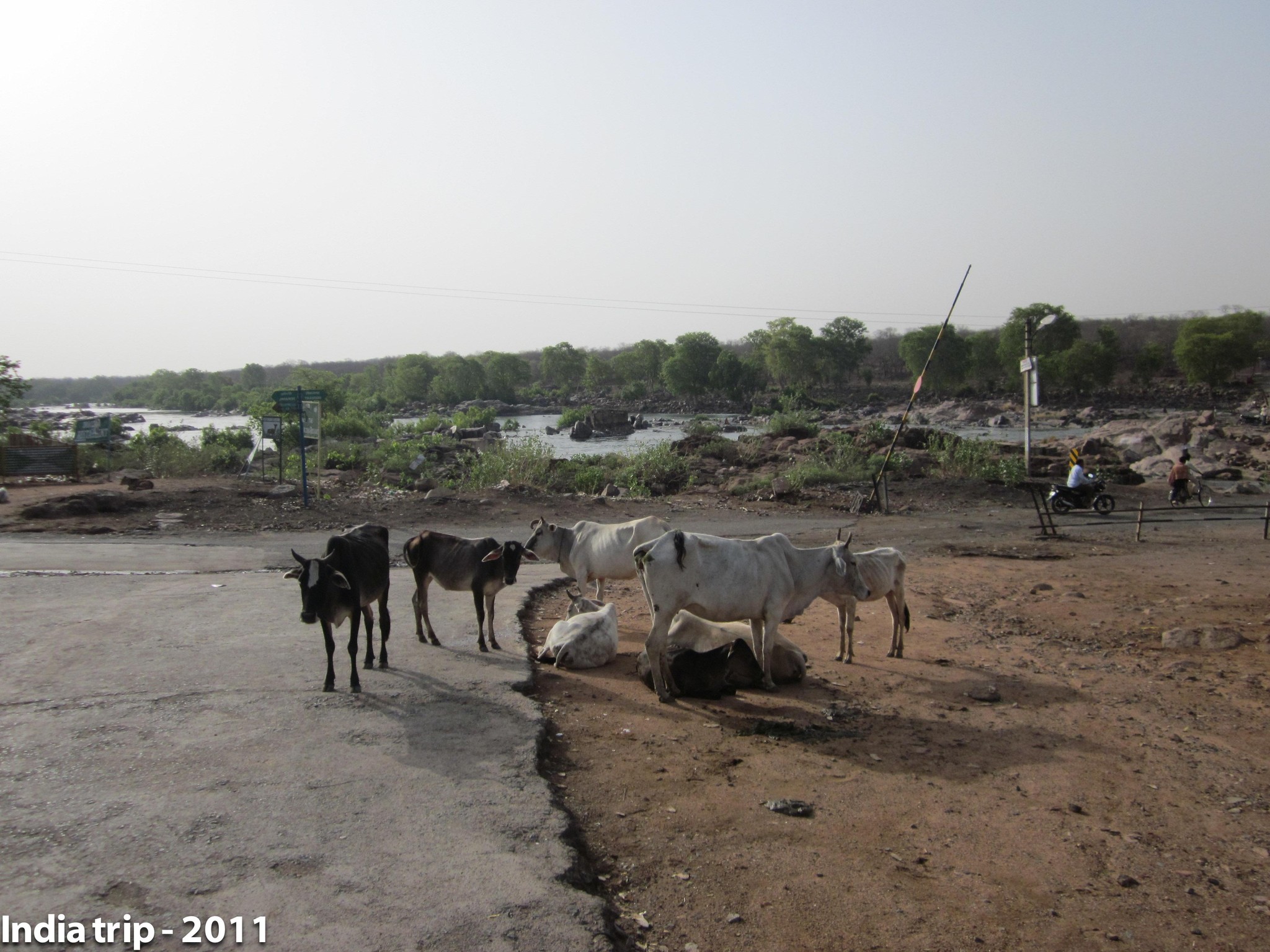 Rural Indian Landscape with Cattle and Riverside Scenery