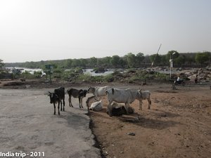 Rural Indian Landscape with Cattle and Riverside Scenery