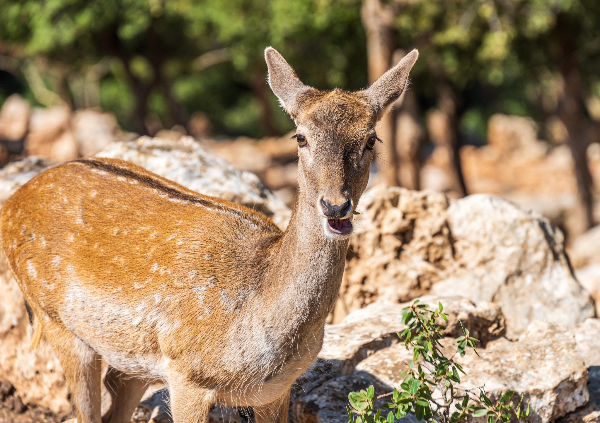 Gazelle in the Jordanian Highlands: A Wild Levant Portrait