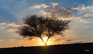 Jordanian Silhouette: A Tree Embraces the Setting Sun