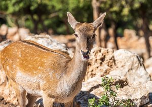 Gazelle in the Jordanian Highlands: A Wild Levant Portrait