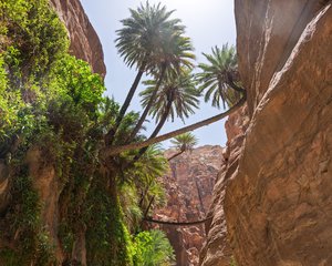 Lush Vegetation Thriving Within Jordan's Dramatic Wadi Landscape